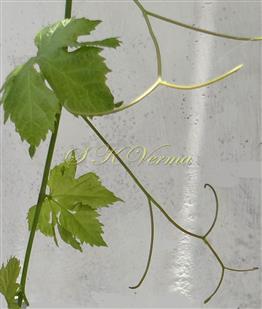  Branch with tendril
